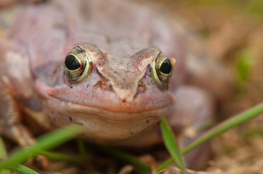 Moor frog