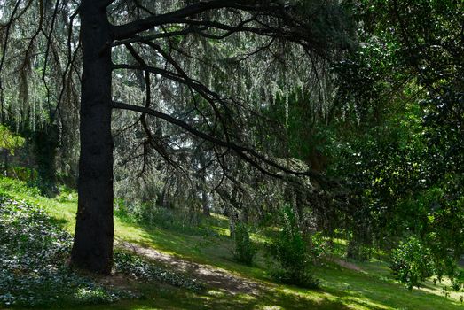 Saved natural parks in Europe trees and statues. Madrid