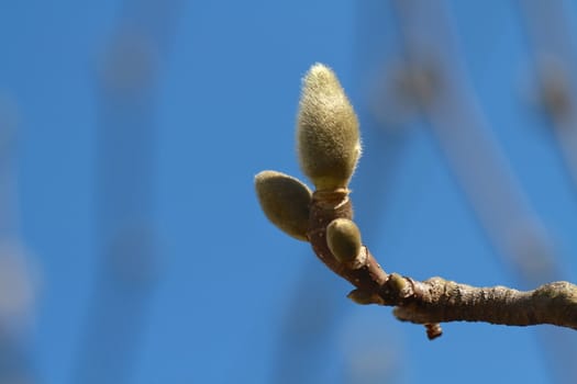 buds on a tree branch