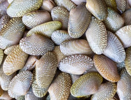 Raw Carpet clam from the seafood market for sale