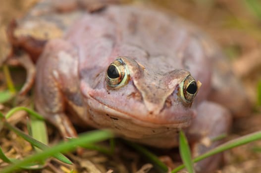 Moor frog