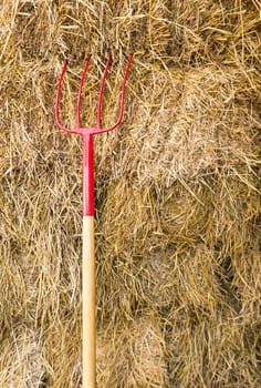 Pitchfork sit in a pile of Straw   stacked awaiting the workers.