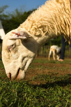 Sheep  in the farm in a sunny day.