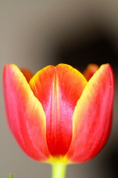 red tulip petals macro - flora  background