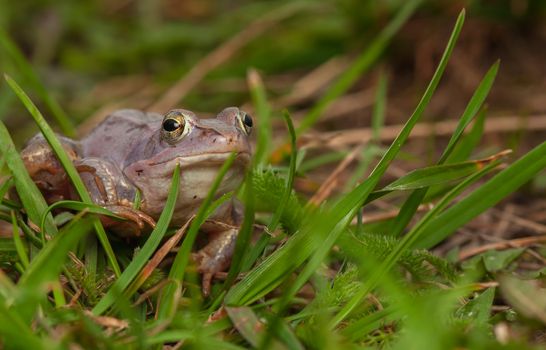 Moor frog