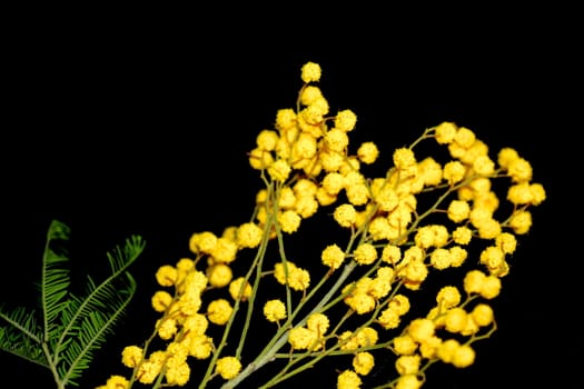 Mimosa flowers isolated on black