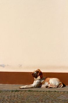 Hunting dog - italian bracco hound