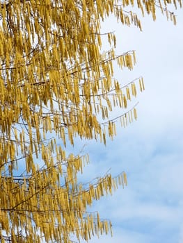 Birch tree catkins against blue sky spring background