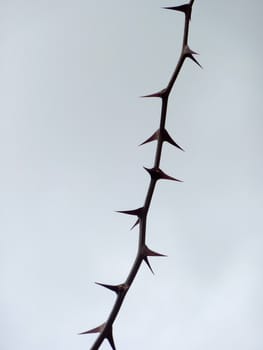 Twig with thorns, isolated on cloudy sky