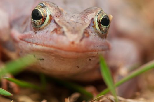 Moor frog