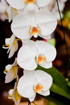 Beautiful orchid