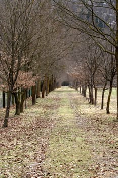 Pathway through the autumn park with fallen leaves