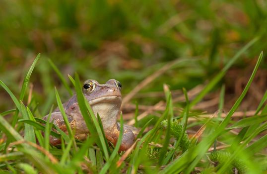 Moor frog