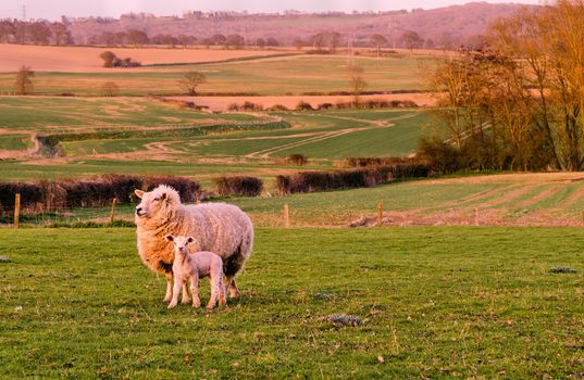 Sheep and lamb in a field at dusk