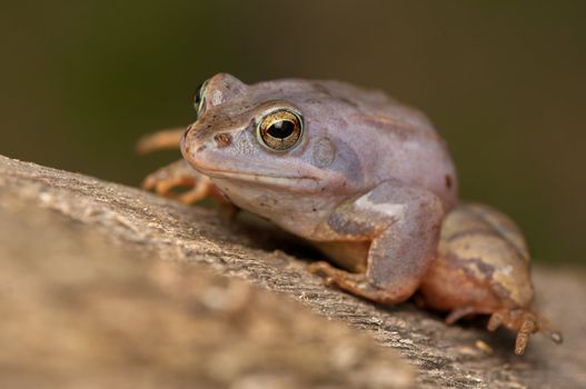 Moor frog