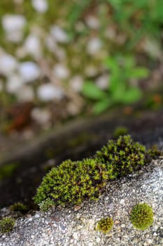 Grunge old stone with moss on it -  background