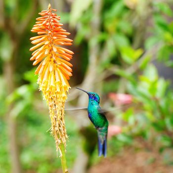 beautiful blue green hummingbird flying over a tropical orange flower kniphofia