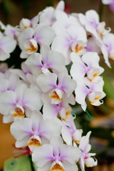 Beautiful orchid