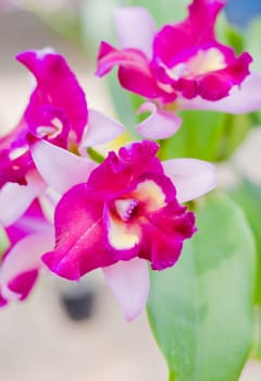 Beautiful orchid