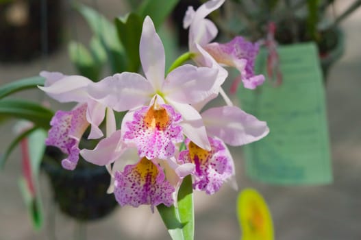 Beautiful orchid
