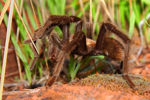 Tarantula on a sunny day at Zion National Park of Utah.