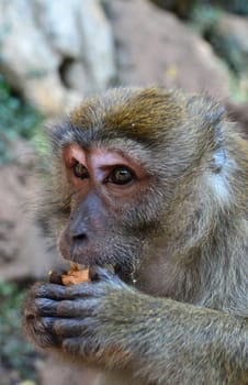 A macaque monkey in thailand eating 