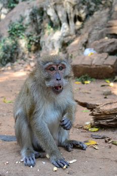 A macaque monkey in thailand eating