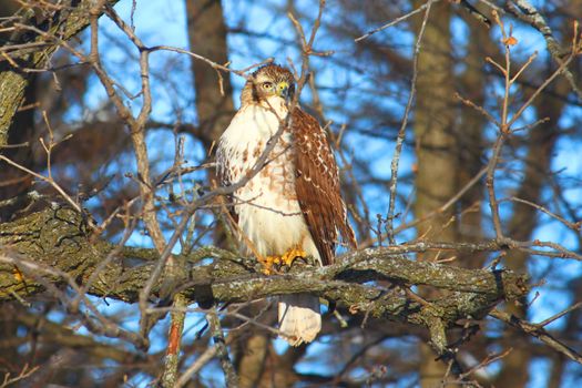 Red-tailed Hawk (Buteo jamaicensis) sits in a bur oak in northern Illinois.