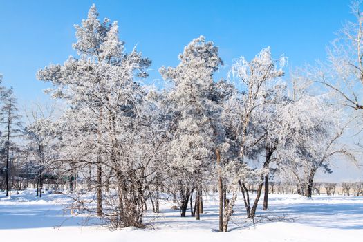 Birch wood in winter Russia. Park in the Irkutsk