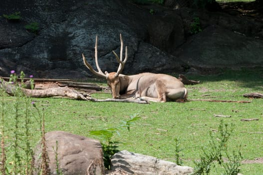 deer in zoo