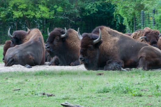 bison crowd in zoo