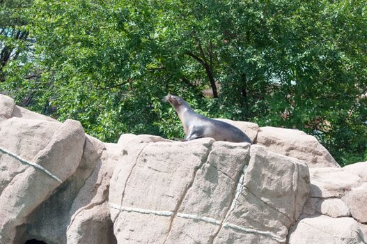 seal is walking on a rock