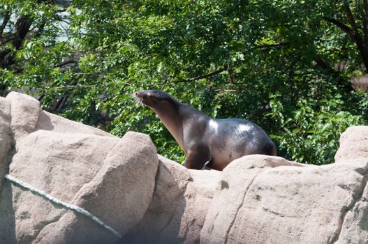 seal is walking on a rock
