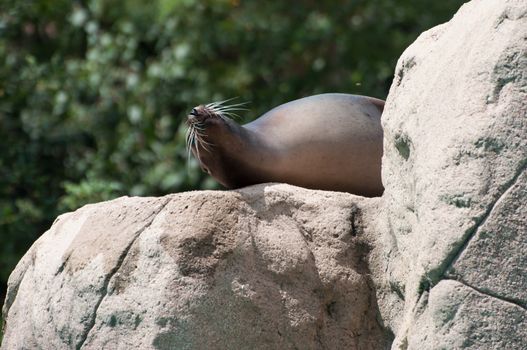 seal lay down on a rock