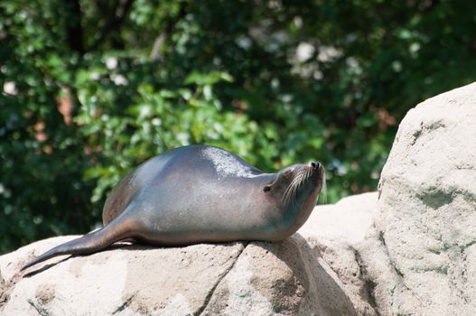 seal lay down on a rock