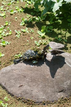 turtle is near water