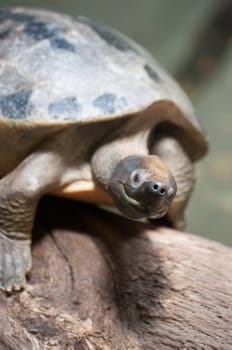 closed up turtle