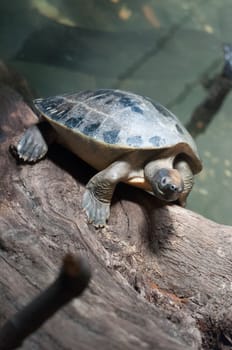 closed up turtle
