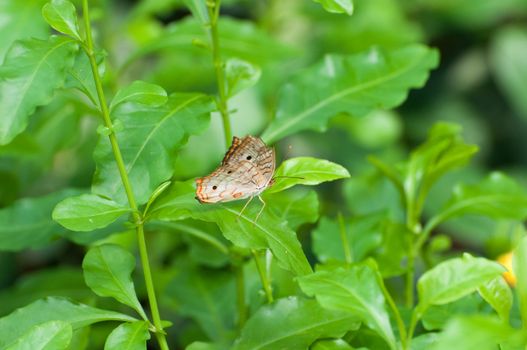 butterfly and flower in zoo