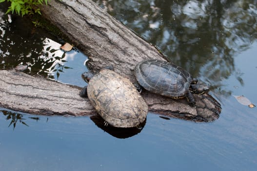 turtle is near water
