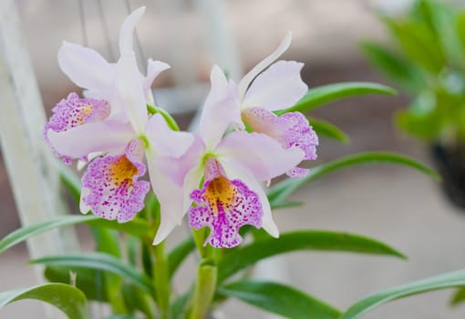 Beautiful orchid