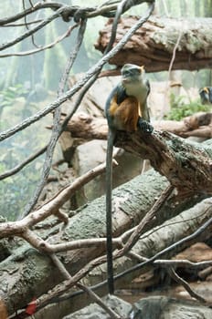 the long tail monkey in zoo