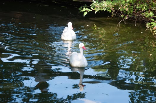 ducks on the water