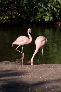 flamingos in the zoo