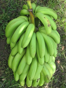 Bunch of Bananas