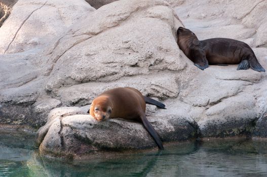 seal fall asleep