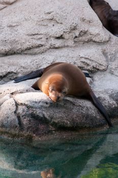 seal fall asleep