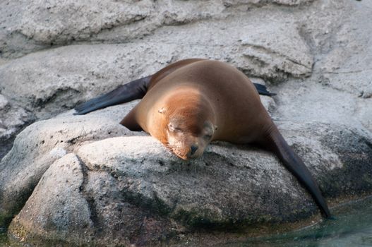 seal fall asleep