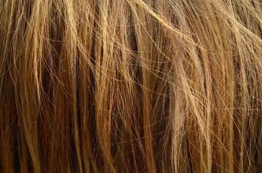 Abstract Background Texture Of Messy Coarse Animal Hair