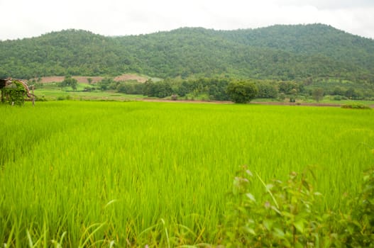 rice field